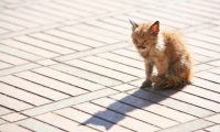 Sick and poor kitten Sick and poor kitten