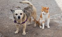 cat and the dog on the street Friendly cat and dog on the street
