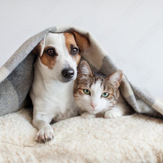 AdobeStock_194955015_Preview