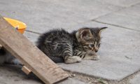 street cats little stray cat in refuge for cats