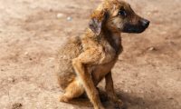 poor dog from a farm in Nicaragua poor dog from a farm in Nicaragua